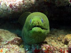Moray Eel taekn with a Ikelite Housed Canon G1 by Terry Moore 
